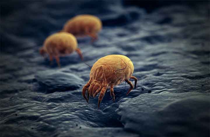what-causes-dust-mites