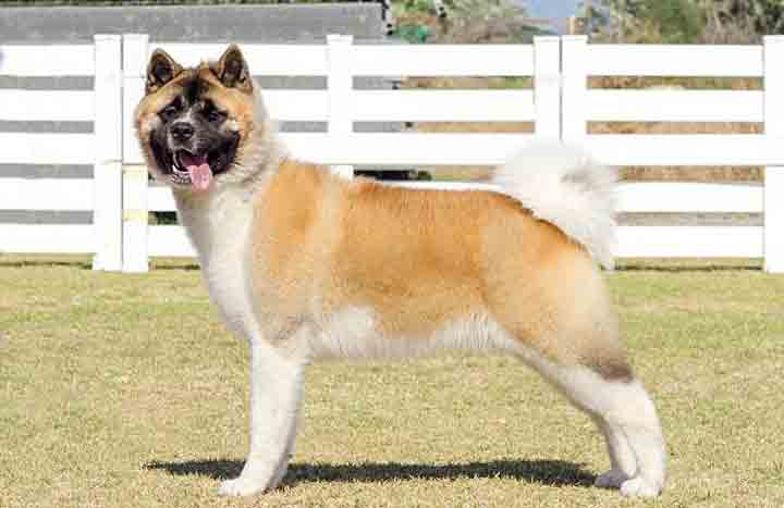 How to Take Care of an Akita Dog - Victor Bray